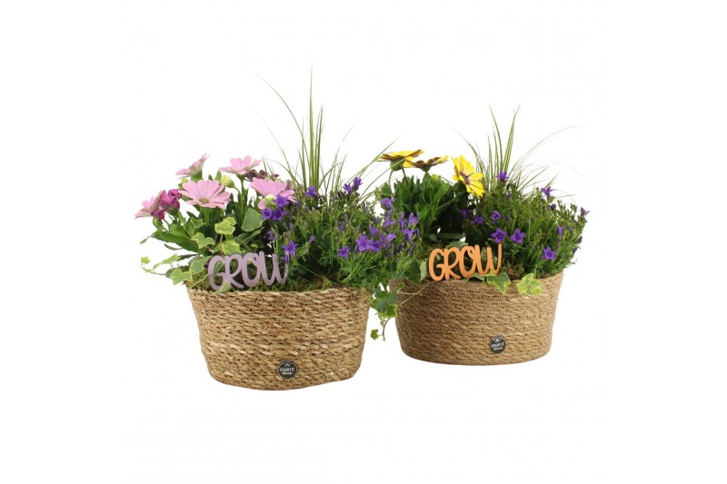 Arrangementen tuinplanten 31612: Outdoor summer arrangement 4 pp Arrangementen tuinplanten 31612: Outdoor summer arrangement 4 pp