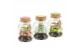 Arrangementen kamerplanten 31652: Love school arrangement 1 pp 