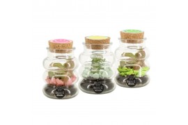 Arrangementen kamerplanten 31652: Love school arrangement 1 pp