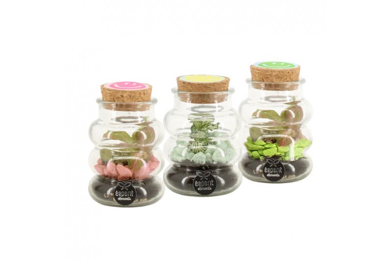 Arrangementen kamerplanten 31652: Love school arrangement 1 pp 