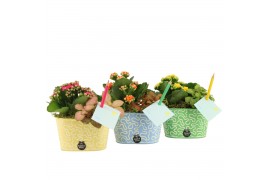 Arrangementen kamerplanten 31588: Love school arrangement 2 pp