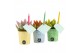 Arrangementen kamerplanten 31583: Love school arrangement 1 pp 