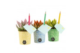 Arrangementen kamerplanten 31583: Love school arrangement 1 pp