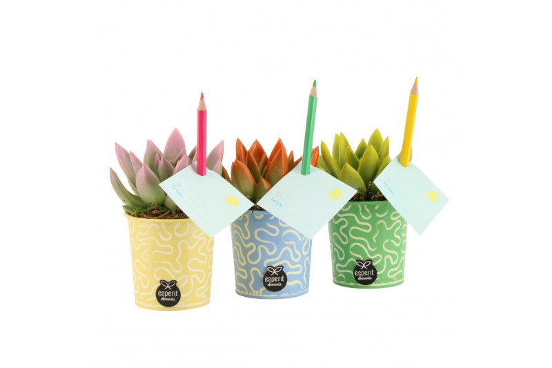Arrangementen kamerplanten 31583: Love school arrangement 1 pp Arrangementen kamerplanten 31583: Love school arrangement 1 pp