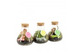 Arrangementen kamerplanten 31591: Love school arrangement 1 pp
