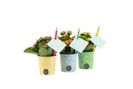 Arrangementen kamerplanten 31581: Love School arrangement 1 pp