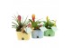Arrangementen kamerplanten 31589: Love school arrangement 2 pp 