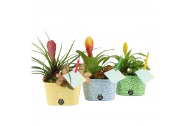 Arrangementen kamerplanten 31589: Love school arrangement 2 pp