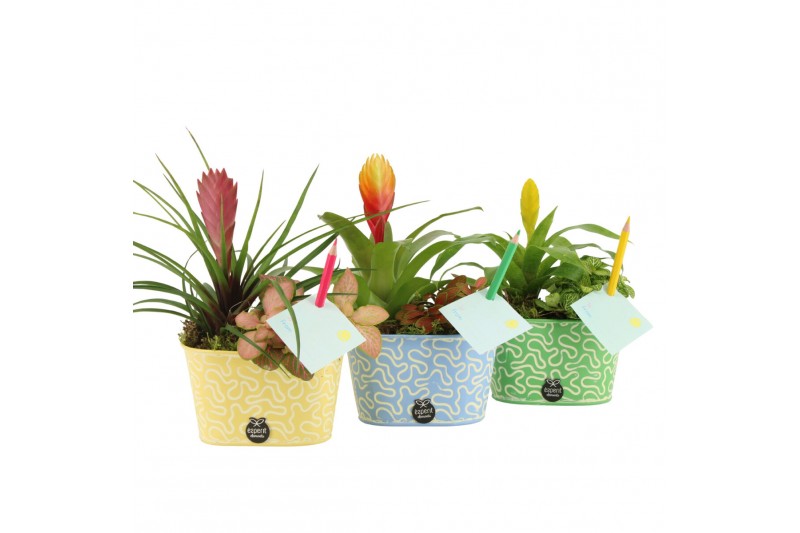 Arrangementen kamerplanten 31589: Love school arrangement 2 pp Arrangementen kamerplanten 31589: Love school arrangement 2 pp