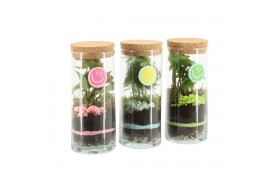 Arrangementen kamerplanten 31592: Love school arrangement 1 pp