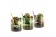 Arrangementen kamerplanten 31572: Love school arrangement 1 pp 