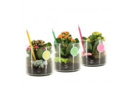 Arrangementen kamerplanten 31572: Love school arrangement 1 pp