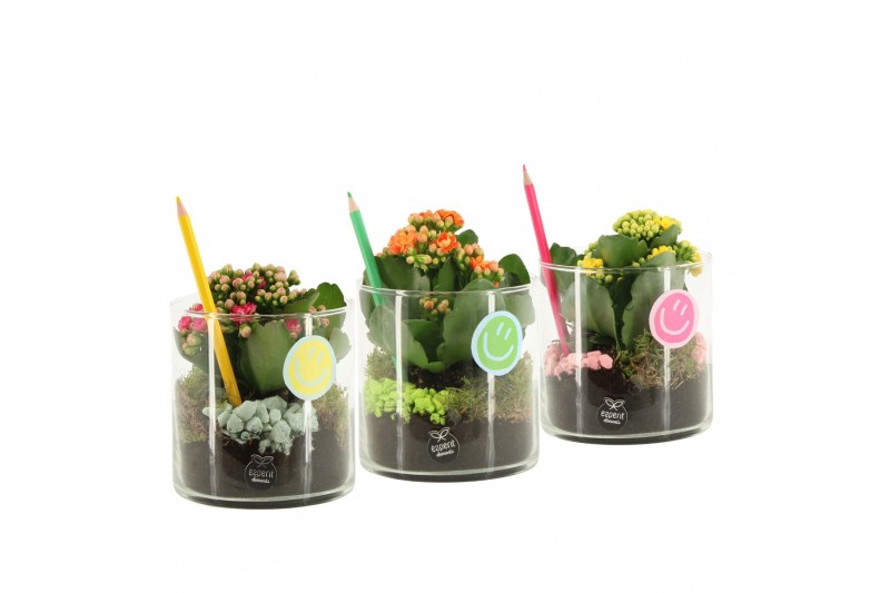 Arrangementen kamerplanten 31572: Love school arrangement 1 pp 