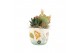 Arrangementen kamerplanten 31506: Maritiem arrangement 2 pp 