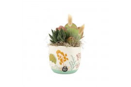 Arrangementen kamerplanten 31506: Maritiem arrangement 2 pp
