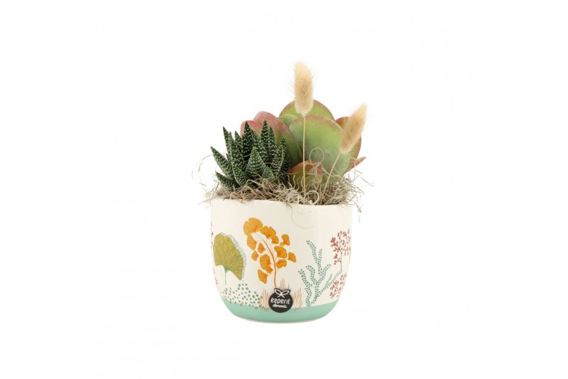 Arrangementen kamerplanten 31506: Maritiem arrangement 2 pp Arrangementen kamerplanten 31506: Maritiem arrangement 2 pp