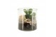 Arrangementen kamerplanten 31513: Maritiem arrangement 1 pp 