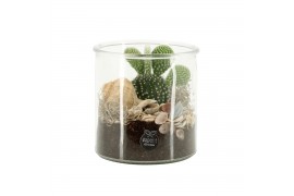 Arrangementen kamerplanten 31513: Maritiem arrangement 1 pp