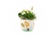 Arrangementen kamerplanten 31507: Maritiem arrangement 2 pp 