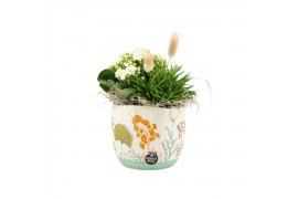 Arrangementen kamerplanten 31507: Maritiem arrangement 2 pp