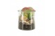 Arrangementen kamerplanten 31514: Maritiem arrangement 1 pp 