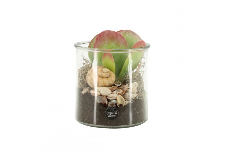 Arrangementen kamerplanten 31514: Maritiem arrangement 1 pp Arrangementen kamerplanten 31514: Maritiem arrangement 1 pp