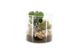 Arrangementen kamerplanten 31517: Maritiem arrangement 2 pp