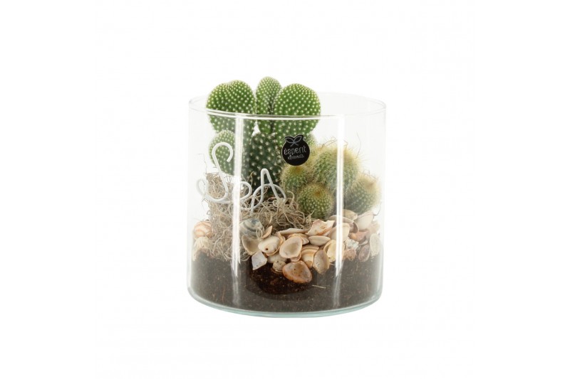 Arrangementen kamerplanten 31517: Maritiem arrangement 2 pp Arrangementen kamerplanten 31517: Maritiem arrangement 2 pp