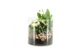 Arrangementen kamerplanten 31519: Maritiem arrangement 2 pp