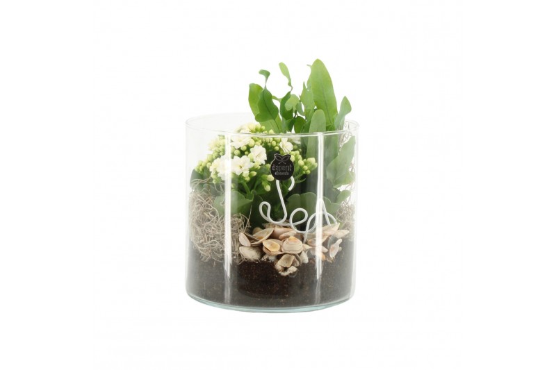 Arrangementen kamerplanten 31519: Maritiem arrangement 2 pp Arrangementen kamerplanten 31519: Maritiem arrangement 2 pp