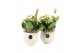 Arrangementen kamerplanten 31525: Maritiem arrangement 1 pp 