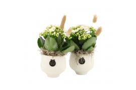 Arrangementen kamerplanten 31525: Maritiem arrangement 1 pp