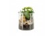 Arrangementen kamerplanten 31516: Maritiem arrangement 1 pp 