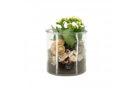 Arrangementen kamerplanten 31516: Maritiem arrangement 1 pp