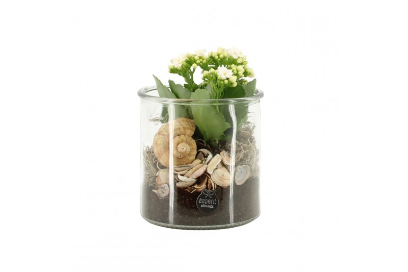 Arrangementen kamerplanten 31516: Maritiem arrangement 1 pp Arrangementen kamerplanten 31516: Maritiem arrangement 1 pp