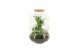 Arrangementen kamerplanten 90585: Terrarium 