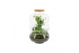 Arrangementen kamerplanten 90585: Terrarium