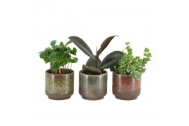 Arrangementen kamerplanten 55008: Solutionss Plants