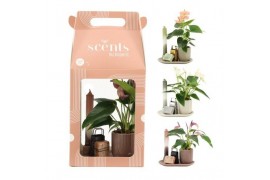Arrangementen kamerplanten 90642: Scents