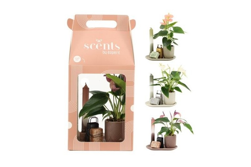 Arrangementen kamerplanten 90642: Scents 