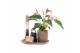 Arrangementen kamerplanten 90642: Scents 