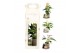 Arrangementen kamerplanten 90644: Scents 