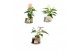 Arrangementen kamerplanten 90644: Scents 