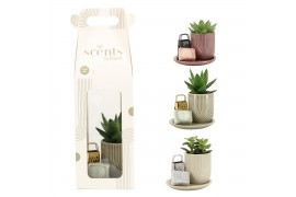 Arrangementen kamerplanten 90756: Scents arrangement