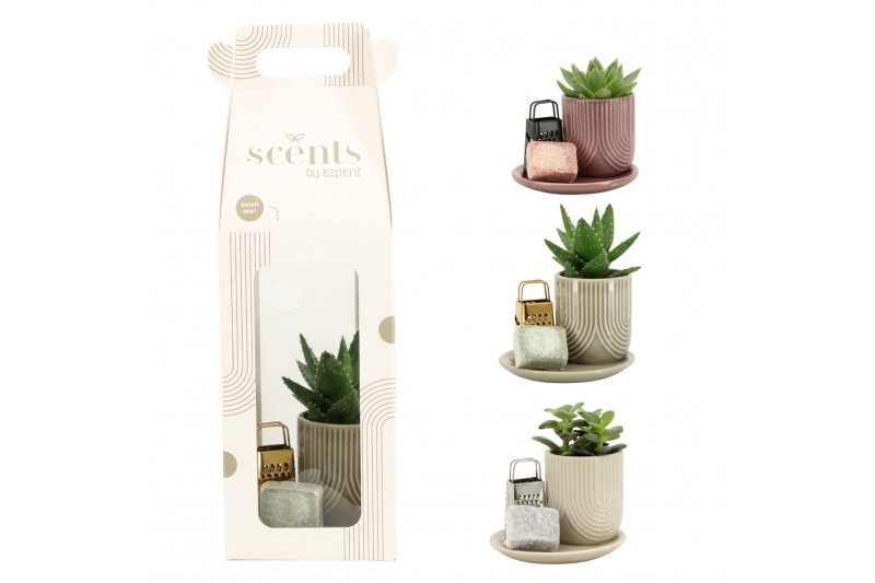 Arrangementen kamerplanten 90756: Scents arrangement Arrangementen kamerplanten 90756: Scents arrangement