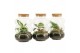 Arrangementen kamerplanten 90579: Terrarium 