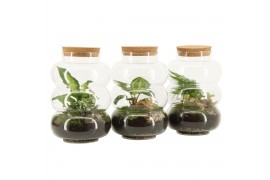 Arrangementen kamerplanten 90579: Terrarium