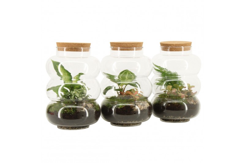 Arrangementen kamerplanten 90579: Terrarium 