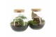 Arrangementen kamerplanten 90587: Terrarium 