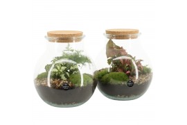 Arrangementen kamerplanten 90587: Terrarium